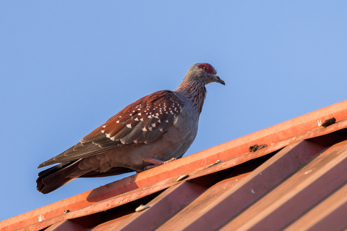 Speckled Pigeon