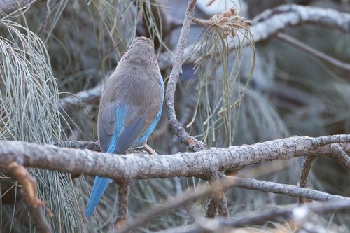 Red-cheeked Cordonbleu