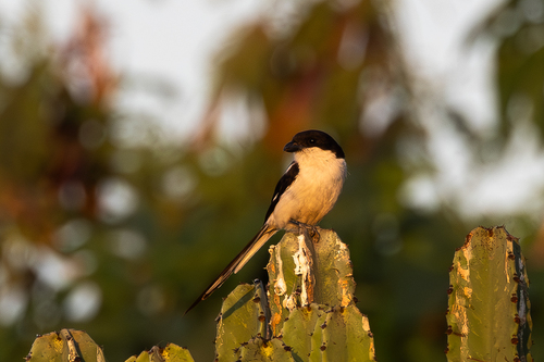 Northern Fiscal