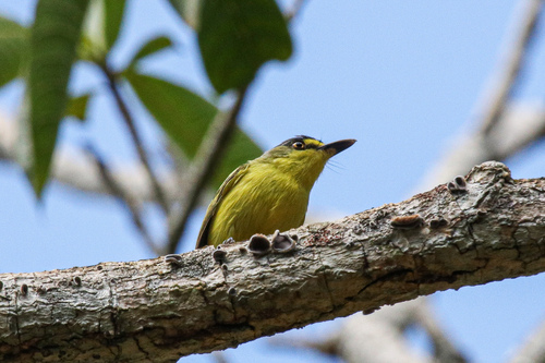 Gray-headed Tody-Flycatcher