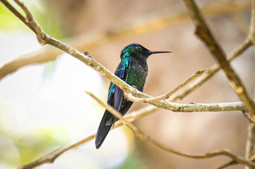 Violet-capped Woodnymph