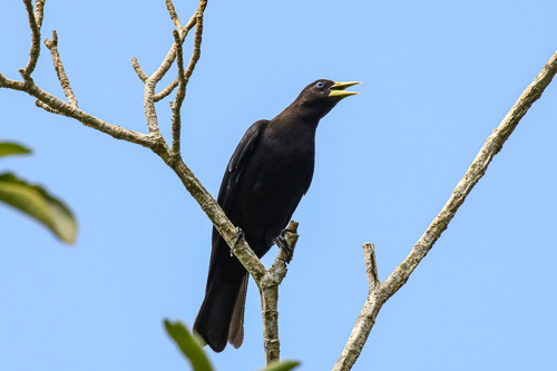 Red-rumped Cacique