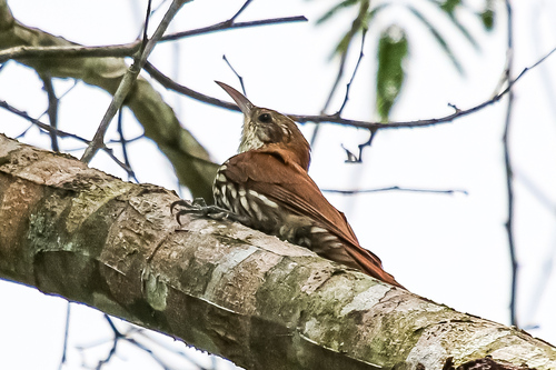 Scaled Woodcreeper