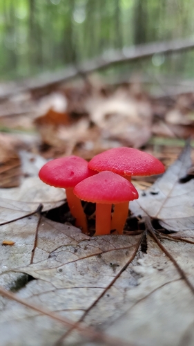 Vermilion Waxcap