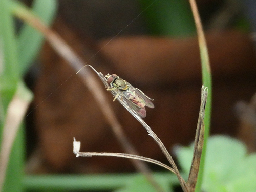 Unknown species found near Green St, Natchez, MS, US