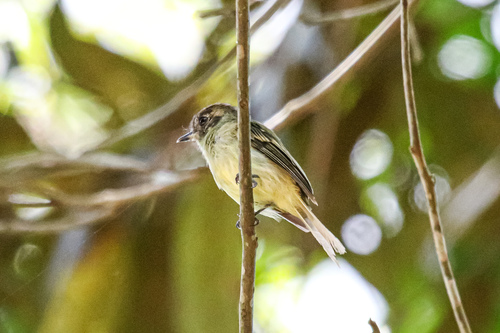Sepia-capped Flycatcher