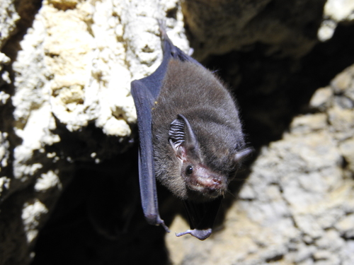 Thomas's Sac-winged Bat