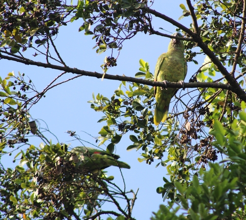 Turquoise-fronted Amazon