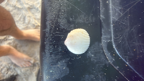 Dallocardia muricata
