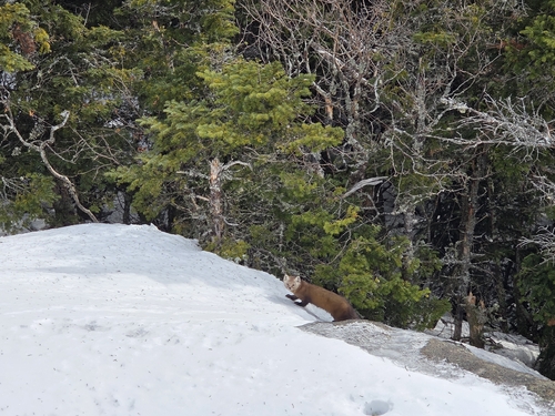 American Marten observed by iwyatt
