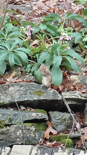 Eastern Chipmunk observed by charlespaniel