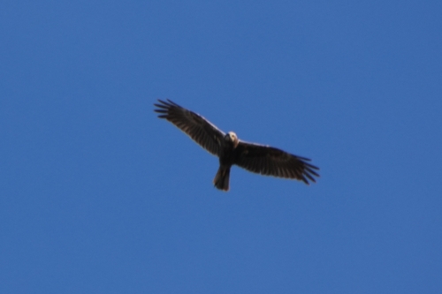 Avistamiento Aguilucho lagunero occidental