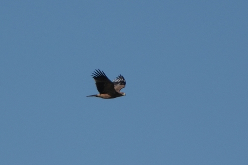 Avistamiento Águila imperial ibérica