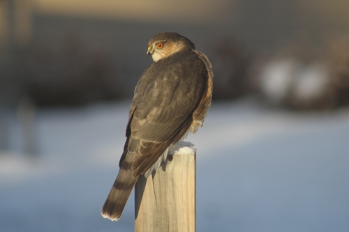 Sharp-shinned Hawk