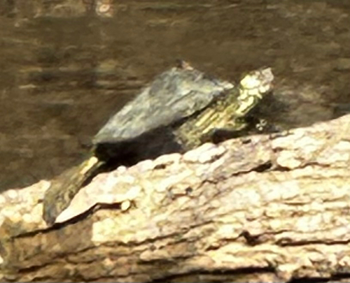 Graptemys barbouri