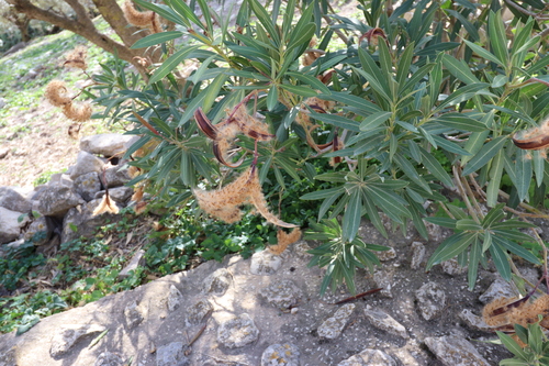 oleander