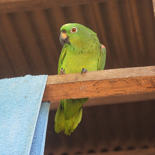 Yellow-crowned Amazon