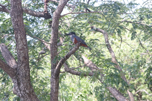 Giant Kingfisher