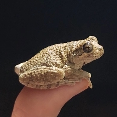Cope's Gray Treefrog observed by viktord9505