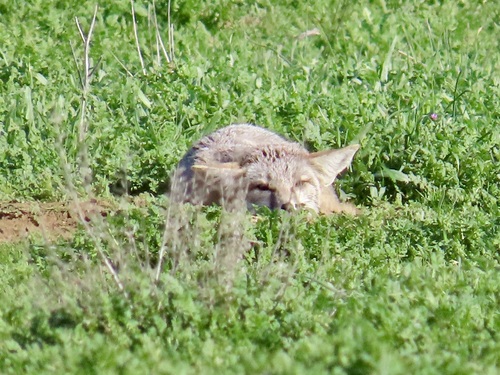San Joaquin Kit Fox observed by jackie-k