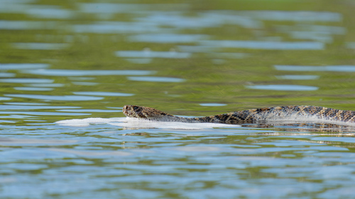 Eastern Diamondback Rattlesnake