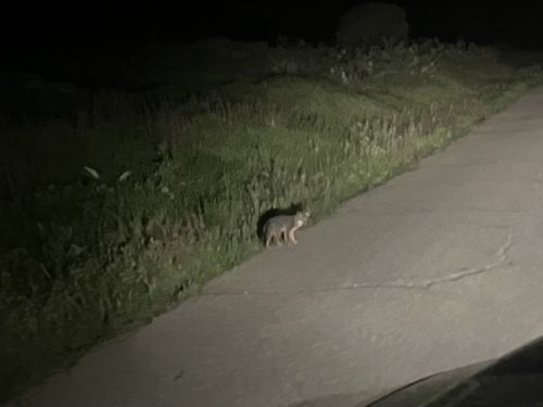 San Clemente Island Fox observed by andreaeaceae