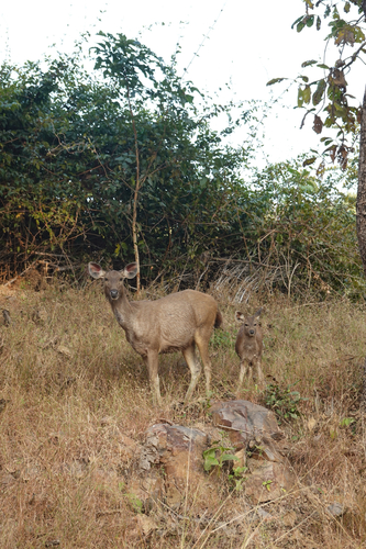Sambar