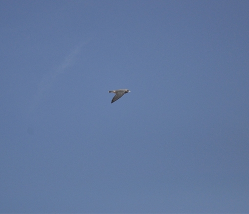 Ashy Woodswallow