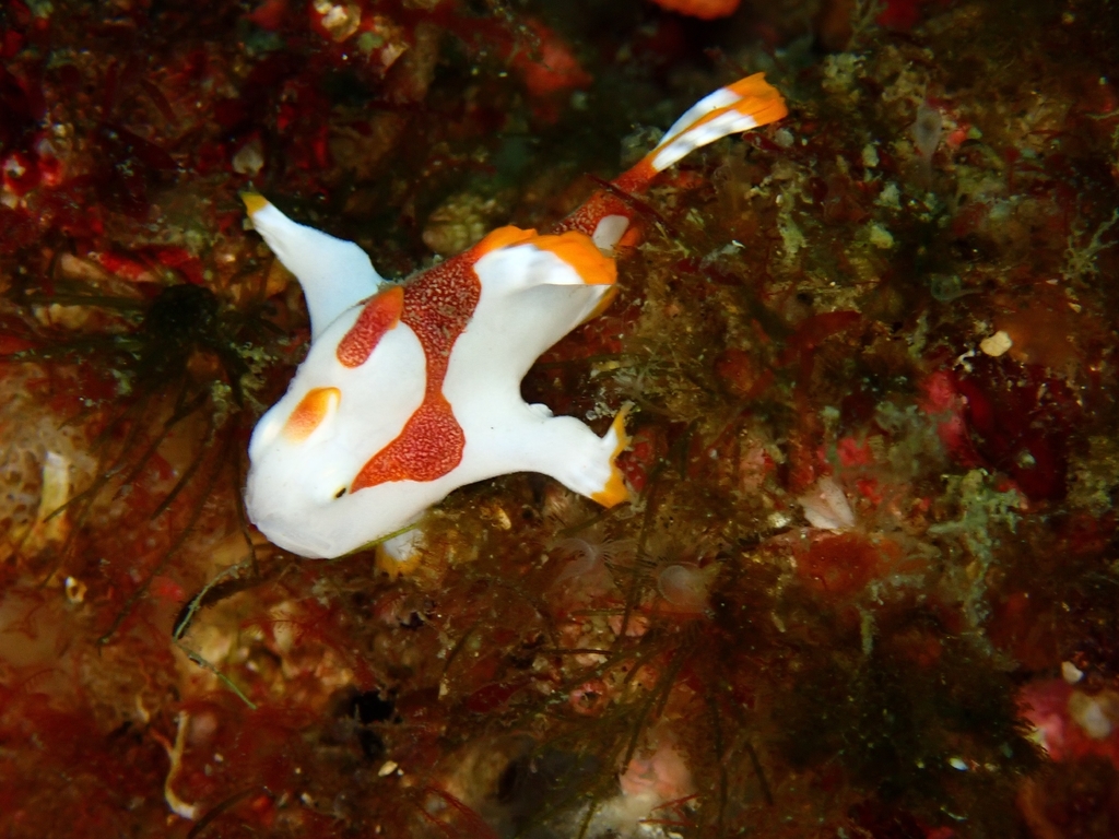 Warty Frogfish