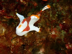 Warty Frogfish
