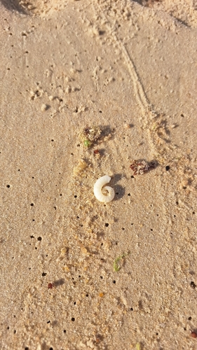Spirula spirula