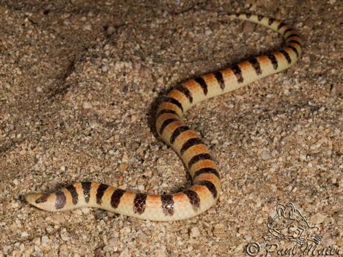 Banded Sand Snake