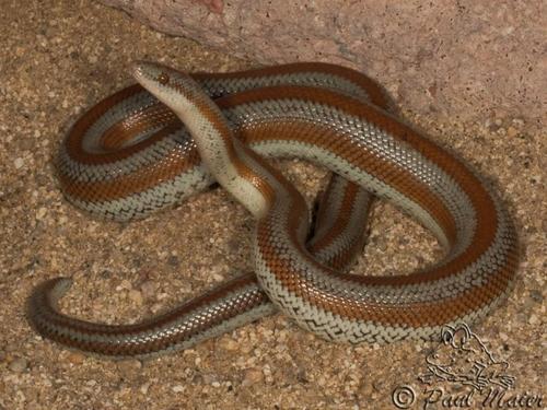 Desert Rosy Boa