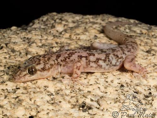 Peninsular Leaf-toed Gecko