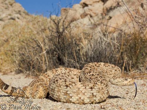 Southwestern Speckled Rattlesnake