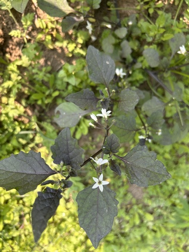 black nightshade