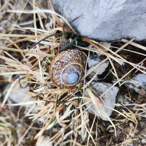 Arianta arbustorum
