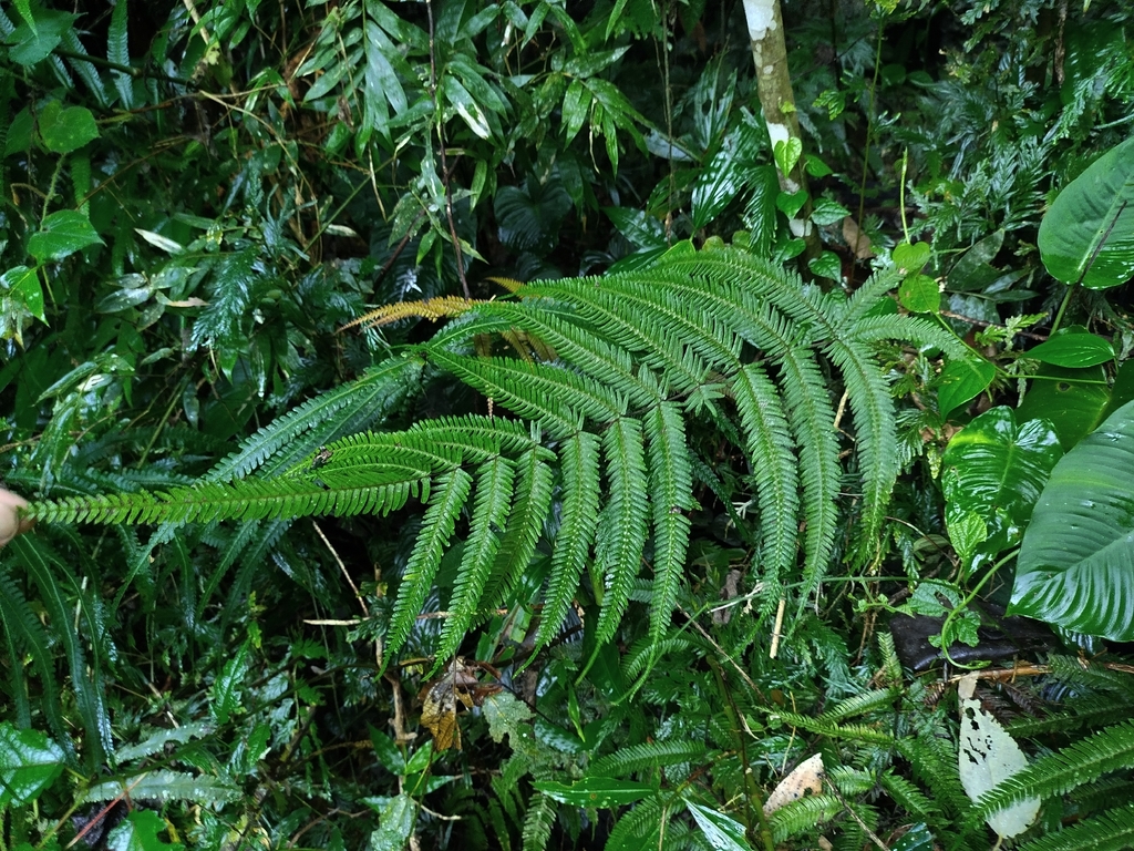 Pteris oppositipinnata (Pteris oppositipinnata)