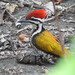 Common Flameback - Photo (c) tracc, all rights reserved, uploaded by tracc