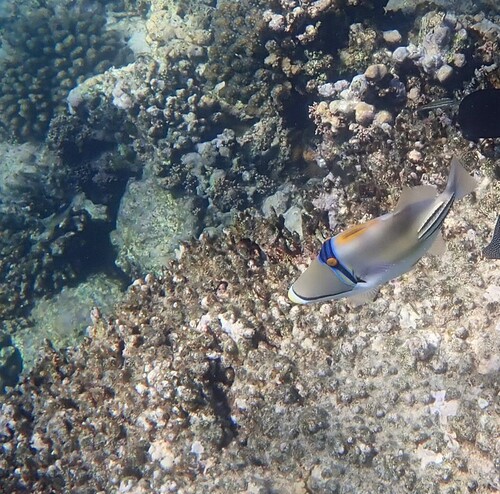 Arabian Picasso Triggerfish — seen at this dive site