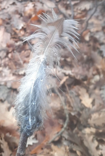 View observation of {o.common_name} on iNaturalist