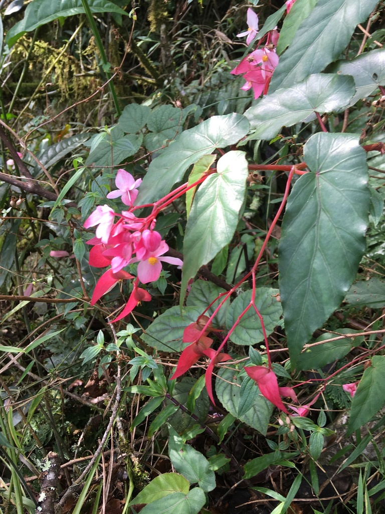 Ala de Ángel (Begonia incarnata) · iNaturalist Panamá