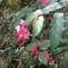 Begonia incarnata - Photo (c) marcosferro, όλα τα δικαιώματα διατηρούνται