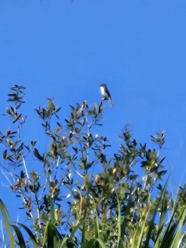 Eastern Kingbird observed by russ54778
