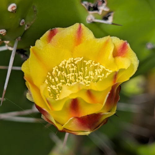 Drooping Pricklypear