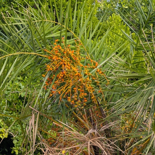 Reclining Date Palm