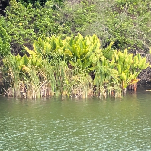 Water Banana