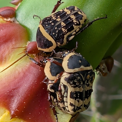 Euryomia argentea