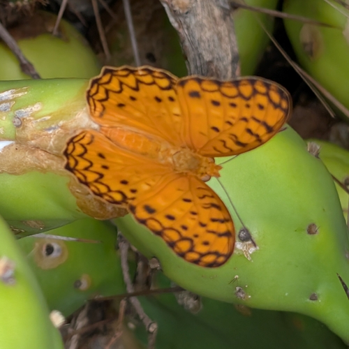 Common Leopard