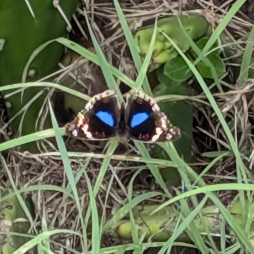 Blue-spot Pansy